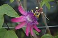 Passiflora loefgrenii